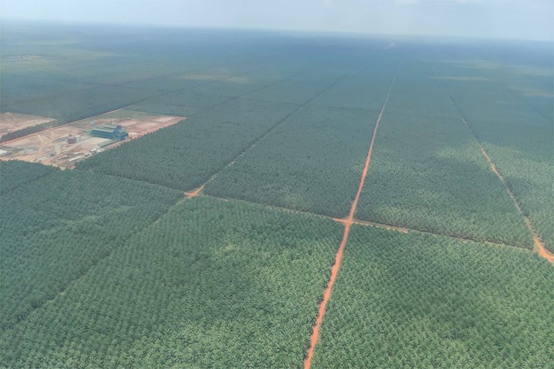 Pemerintah Kerahkan Militer Buka Tiga Juta Hektar Lahan Padi dan Tebu di Papua