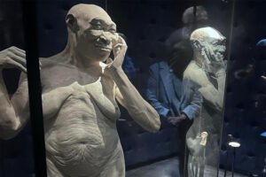 Fosil Homo Erectus Java Man Kembali ke Indonesia Setelah 130 Tahun di Belanda