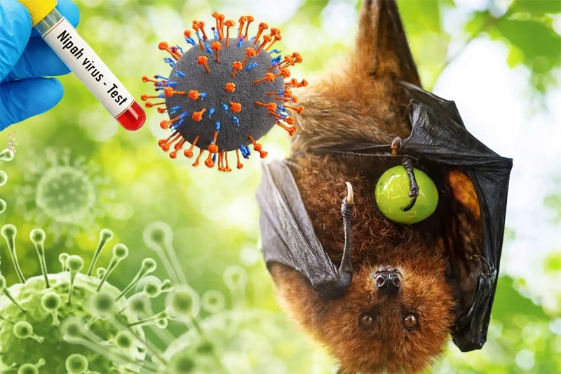 Gubernur Pramono Pastikan Jakarta Nihil Kasus Virus Nipah Meski Pengawasan Diperketat
